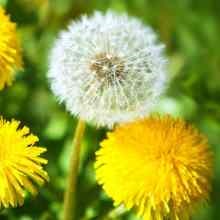 Ce este util pentru un organism dandelion, o casă privată