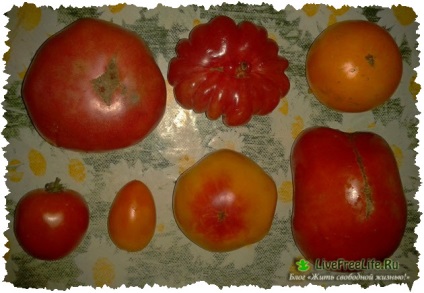 Чим корисні помідори для організму чоловіків і жінок