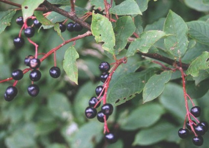 Cherry, proprietăți utile