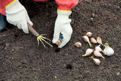 Gardurile de primăvară și de cultivare a usturoiului, atunci când recolta (timp) plantare