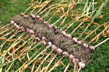 Gardurile de primăvară și de cultivare a usturoiului, atunci când recolta (timp) plantare