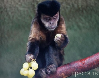 Ce se va întâmpla dacă o maimuță este învățată cum să folosească bani?