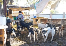 Що заважає фермерам годувати країну