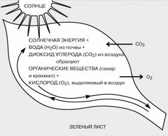 Mi a fotoszintézis folyamata össze sejtlégzés és a fotoszintézis