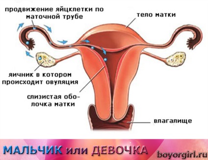 Ceea ce este ovulația, semnele (simptomele) ovulației, calculează calendarul ovulației