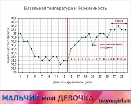 Ceea ce este ovulația, semnele (simptomele) ovulației, calculează calendarul ovulației