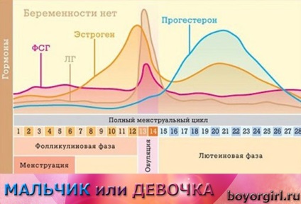 Ceea ce este ovulația, semnele (simptomele) ovulației, calculează calendarul ovulației