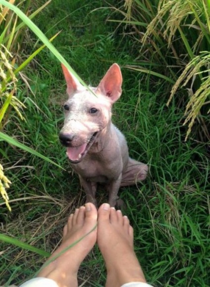 O salvare minunată a unui câine care murise de foame