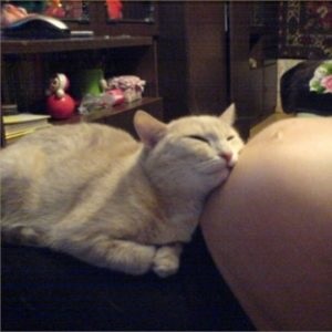 Чи відчувають кішки вагітність господині