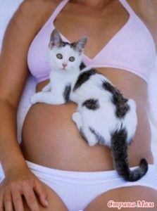 Чи відчувають кішки вагітність господині