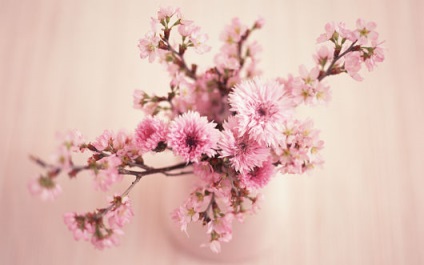 Flori în feng shui și înțelesurile lor - toate prin feng shui