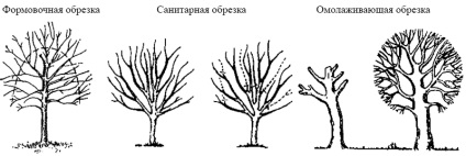 Copacii din grădină, tăiați și vindecați rănile lângă copaci
