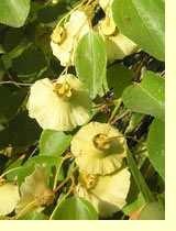 Тримай-дерево, або паліурус лікарські рослини