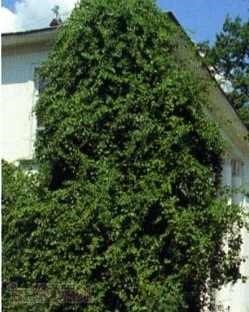 Тримай-дерево, або паліурус лікарські рослини