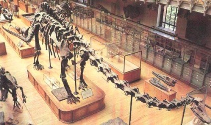 Diplodocus - dinozaurul erbivor