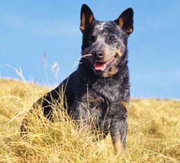 Dogs-сайт про собак - собаки в книзі рекордів Гінесса