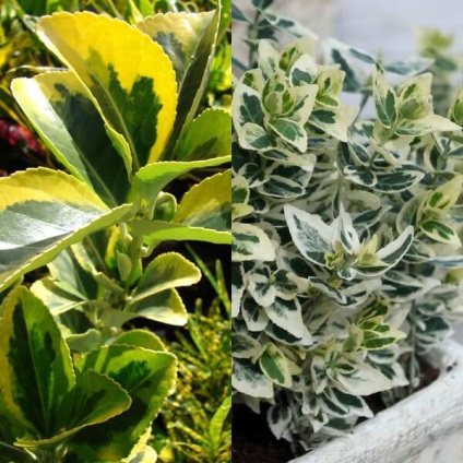 Főoldal Euonymus japán szoba fotó, növényi növekedést, ellátás (otthon) Főoldal Euonymus japán szoba fotó, növényi növekedést, ellátás számára