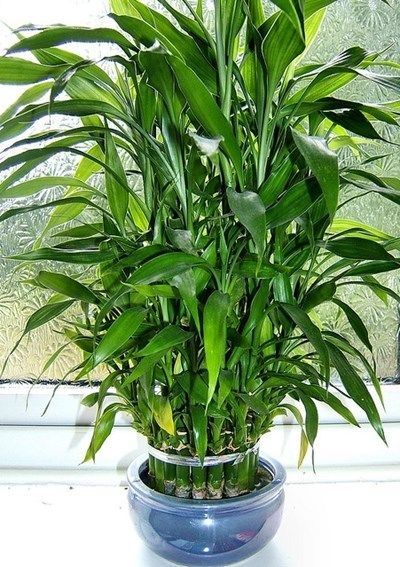 Dracaena Sander - ellátás az otthoni fotó, reprodukció, transzplantáció