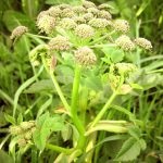 Angelica officinalis (55 fotó) Angelica gyógynövény, használata angyalgyökér, gyógynövény