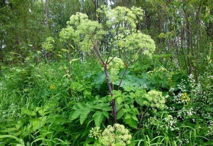 Dudnik officinalis (55 fotografii) plante angelica, aplicarea de angelica, care planta