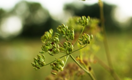 Дудник лікарський (55 фото) трава анжелика, застосування ангелика, яка рослина