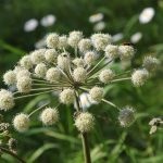 Angelica officinalis (55 fotó) Angelica gyógynövény, használata angyalgyökér, gyógynövény