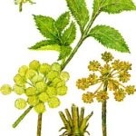 Angelica officinalis (55 fotó) Angelica gyógynövény, használata angyalgyökér, gyógynövény