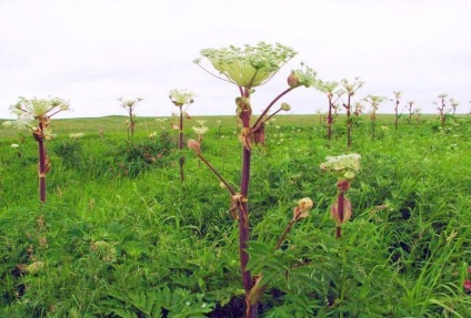 Дудник лікарський (55 фото) трава анжелика, застосування ангелика, яка рослина