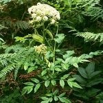Angelica officinalis (55 fotó) Angelica gyógynövény, használata angyalgyökér, gyógynövény