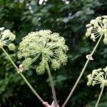 Angelica officinalis (55 fotó) Angelica gyógynövény, használata angyalgyökér, gyógynövény