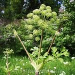 Dudnik officinalis (55 fotografii) plante angelica, aplicarea de angelica, care planta