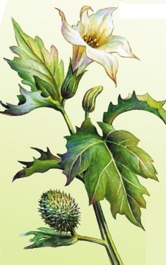 Datura_obyknovenny, rețete de medicină populară