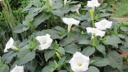 Datura_obyknovenny, rețete de medicină populară