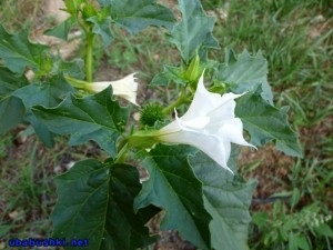 Datura stramonium (Datura stramonium)