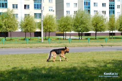 Două săptămâni de un ciobănesc așteptând proprietarul la o oprire în Bobruisk - Bobruisk