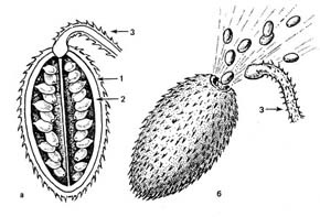 Ecballium (lövellt uborka), Cactus jelek