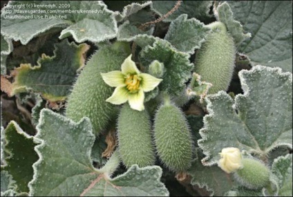 Ecballium (lövellt uborka), Cactus jelek