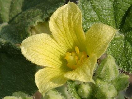 Ecballium (castraveti nebun), indicii cactus