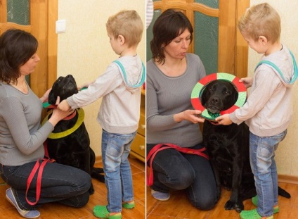 Singurul câine din Crimeea, un terapeut, este capabil să întindă laba de ajutor