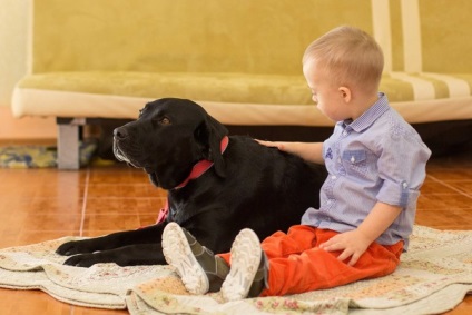 Singurul câine din Crimeea, un terapeut, este capabil să întindă laba de ajutor