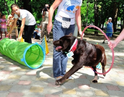 Singurul câine din Crimeea, un terapeut, este capabil să întindă laba de ajutor