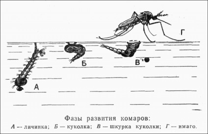 Чи є в криму комарі, Керкінітида євпаторія історія з давніх часів, до наших днів відпочинок і