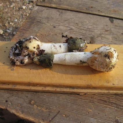 Цей дивовижний гриб веселка - ярмарок майстрів - ручна робота, handmade