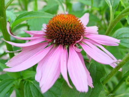 Echinacea cu prostatită