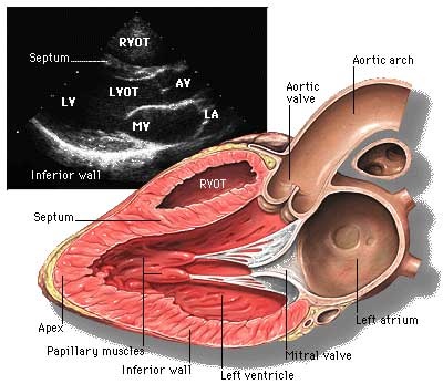 Echoes kg ce este, atunci când este aplicat, tipuri de ecocardiografie, prețuri