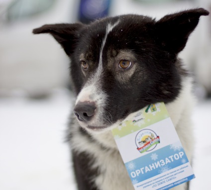 Câini de câini din Karelia între exploatații, activiștii karelieni