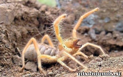фаланга павук