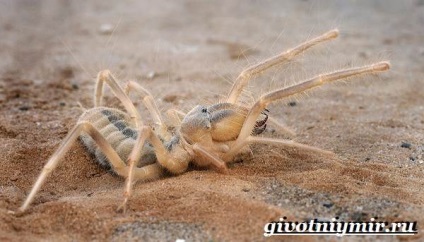 Phalanx Spider