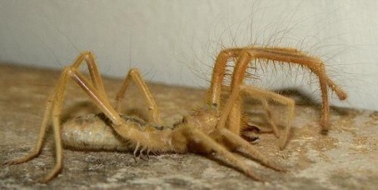 Phalanxes sau salpugi sau bikhorki sau spider camel (solifugae)