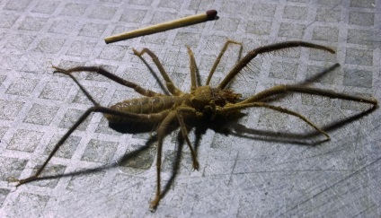 Phalanxes sau salpugi sau bikhorki sau spider camel (solifugae)